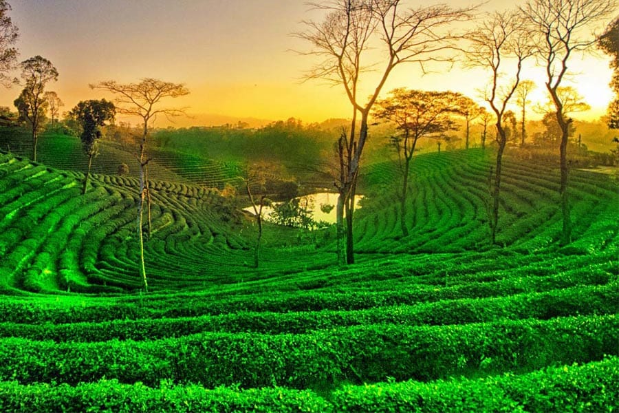 2025-ൽ സന്ദർശിക്കേണ്ട 52 ഡെസ്റ്റിനേഷനുകളിൽ നാലാമത് അസം