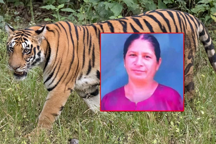 പഞ്ചാരകൊല്ലിയിൽ യുവതിയെ കടുവ കൊലപ്പെടുത്തി ഭക്ഷിച്ചു. വ്യാപക പ്രതിഷേധം, നിരോധനാജ്ഞ, ഇന്ന് ഹർത്താൽ.