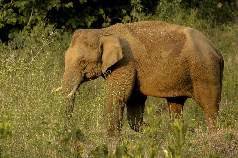 കാട്ടാന
