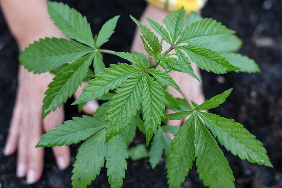 അരൂരിൽ വീട്ടുമുറ്റത്ത് കഞ്ചാവ് വളർത്തിയ മൂന്ന് വിദ്യാർത്ഥികൾ പിടിയിൽ