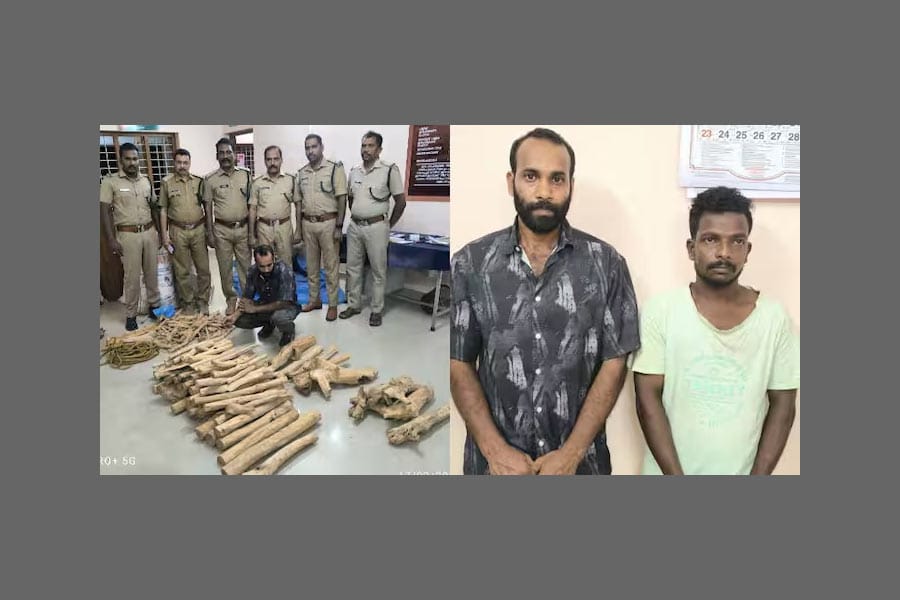 chandanam-kandethi ആൾതാമസം ഇല്ലാത്ത വീട്ടിൽ രഹസ്യ അറ: നൂറുകിലോ ചന്ദനം കണ്ടെത്തി; രണ്ടുപേർ പിടിയിൽ