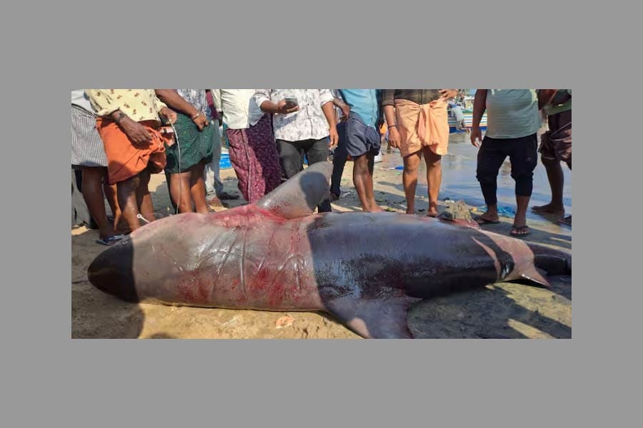 shark-vizhinjam തീരത്ത് ആവേശം: ചൂണ്ടയിൽ വീണ്ടും കൂറ്റൻ സ്രാവ്; 85,100 രൂപയ്ക്ക് ലേലം