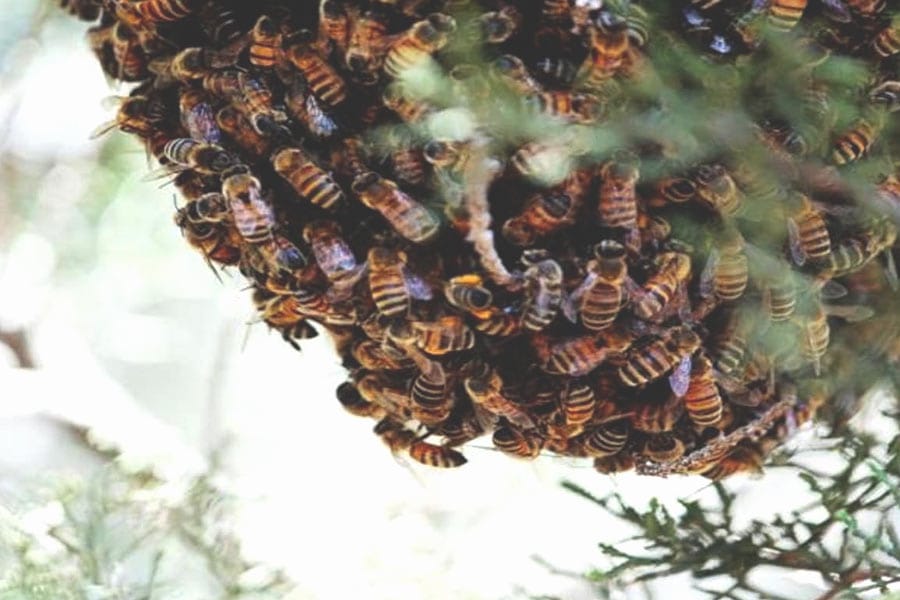 ഗൂഡല്ലൂരിൽ വിനോദയാത്രാ സംഘത്തിന് കടന്നൽ കുത്തേറ്റു; യുവാവ് മരിച്ചു