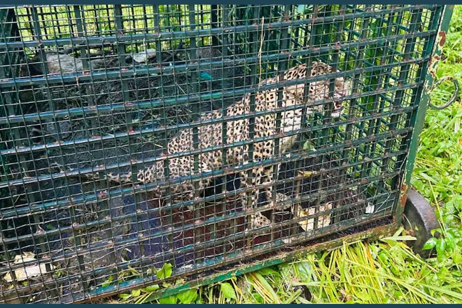 കടുവയെ പിടിക്കാൻ സ്ഥാപിച്ച കൂട്ടിൽ പുലി.