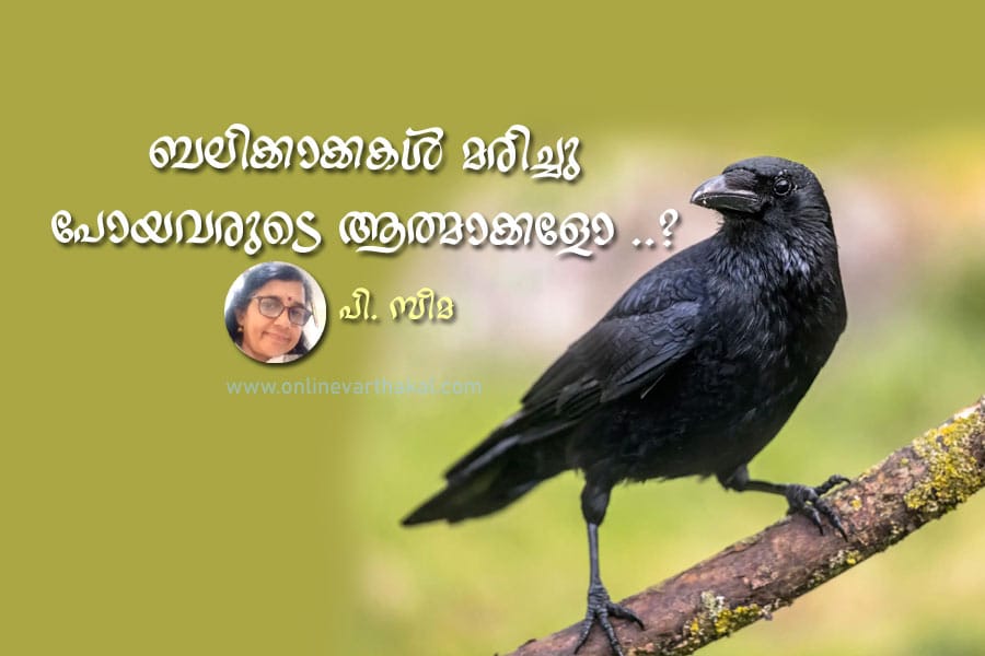 p-seema-article-balikakkaka ബലിക്കാക്കകൾ മരിച്ചു പോയവരുടെ ആത്മാക്കളോ ..?