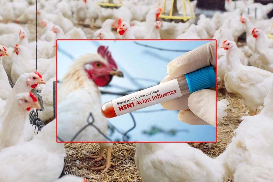 h5n1-bird-flue-Avian-Influe ഓസ്ട്രേലിയയിലും എച്ച്5എൻ1 പക്ഷിപ്പനി സ്ഥിരീകരിച്ചു
