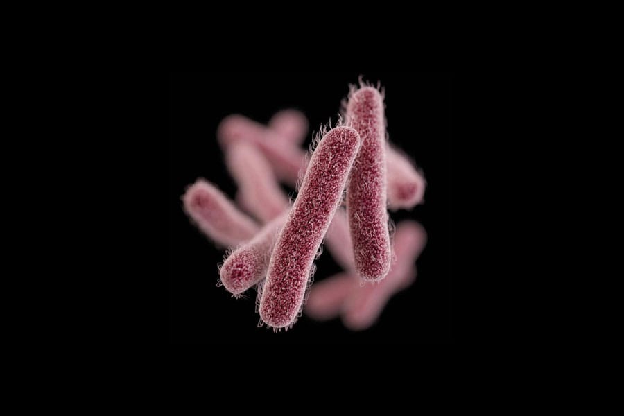 shigella-virus ഷിഗെല്ല രോഗബാധ
