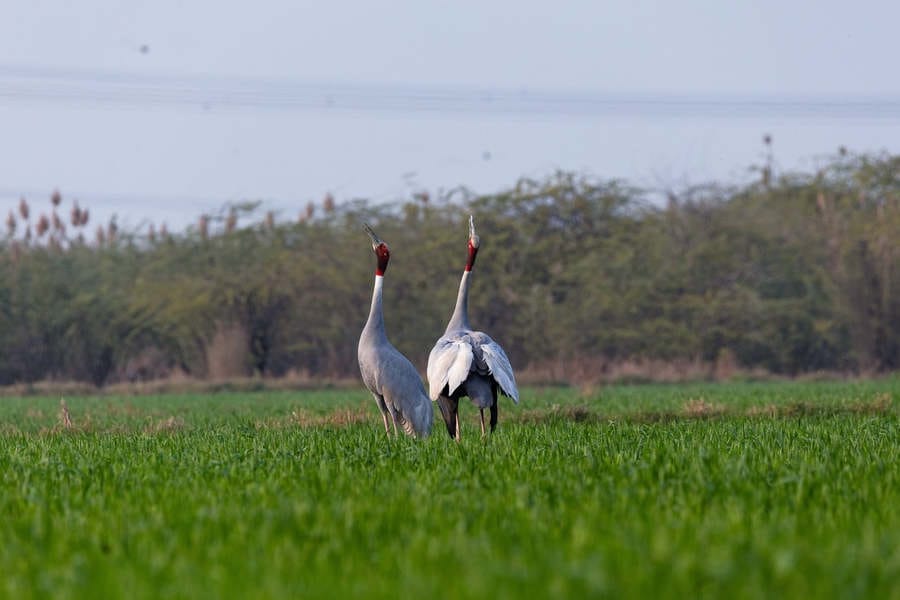 A Pair of Saras Cranes ക്രൗഞ്ചപ്പക്ഷിയും രാമായണവും…